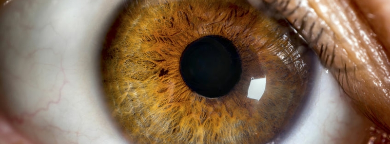 Irisdiagnose Closeup
